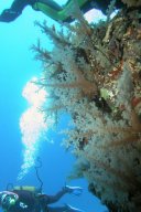 20011011_2_Shaab_Sharm_0045